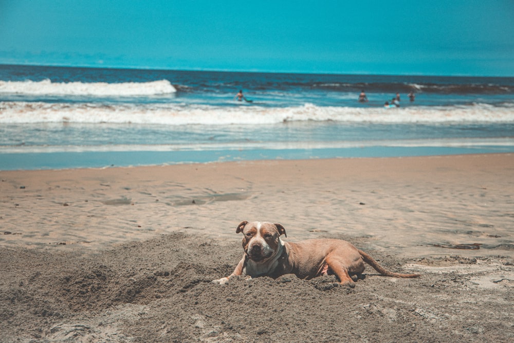 dog lying on seashore