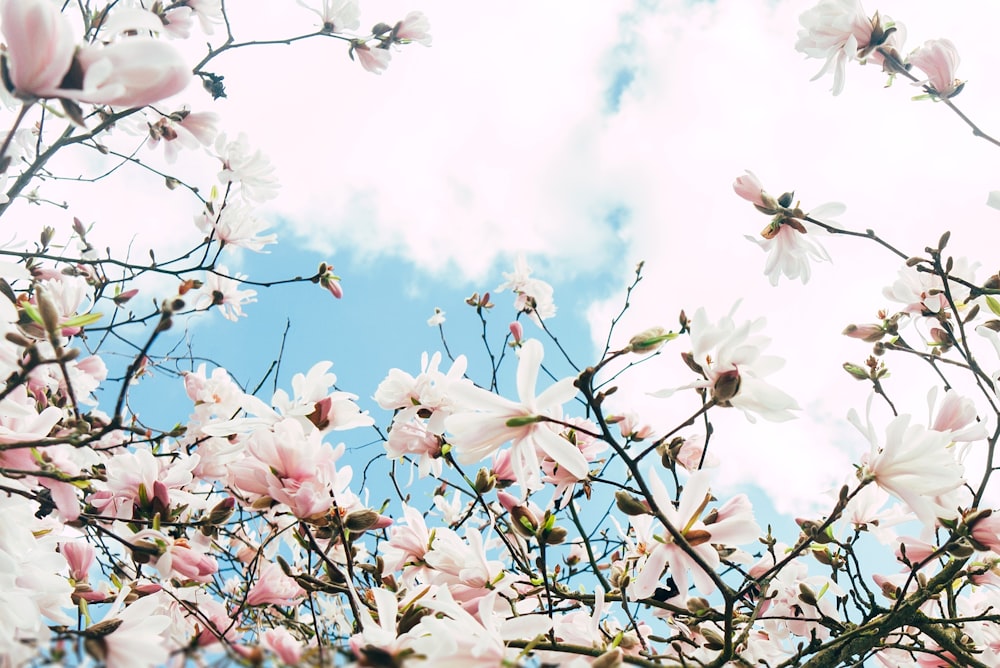 white cherry blossom tree