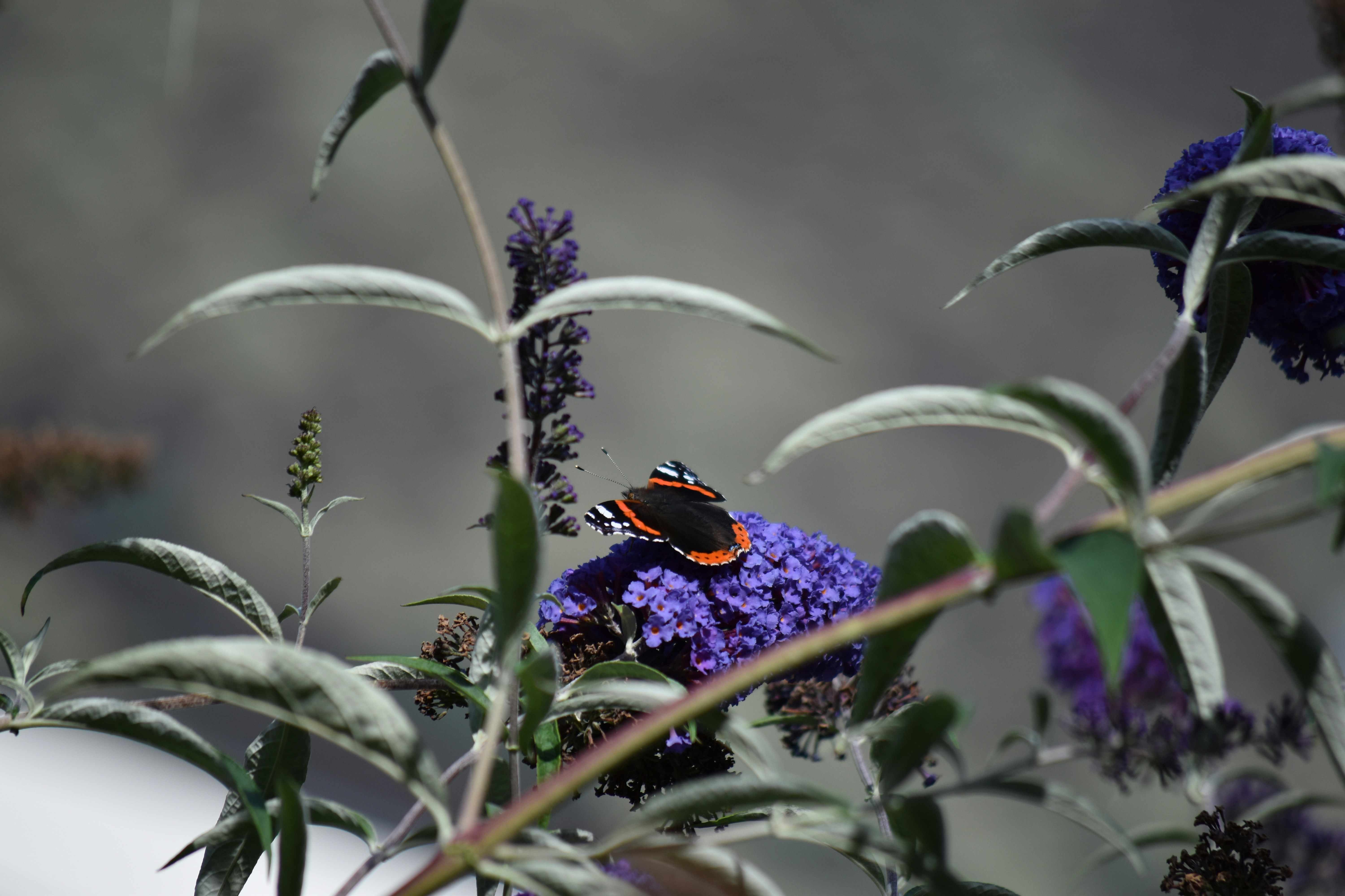 Photo by maretak