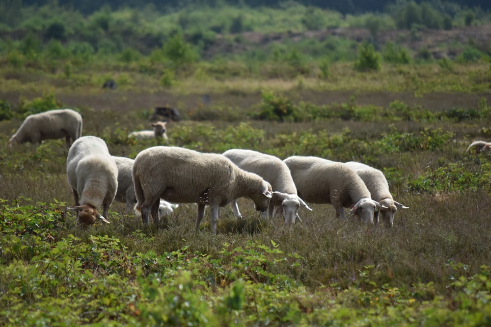 group of sheep