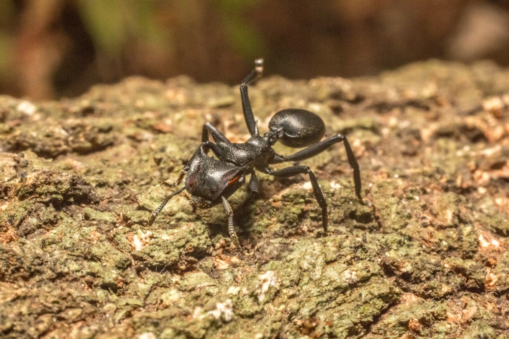 formica nera