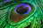 green feather