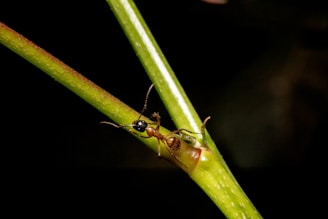 An ant is positioned on a green plant stem, with its body clearly visible against a dark background. The ant's body is brown and its head is black, showcasing its segmented body parts including its antennae and legs.