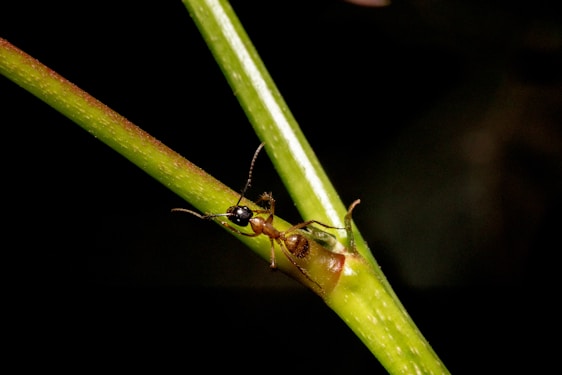 An ant is positioned on a green plant stem, with its body clearly visible against a dark background. The ant's body is brown and its head is black, showcasing its segmented body parts including its antennae and legs.