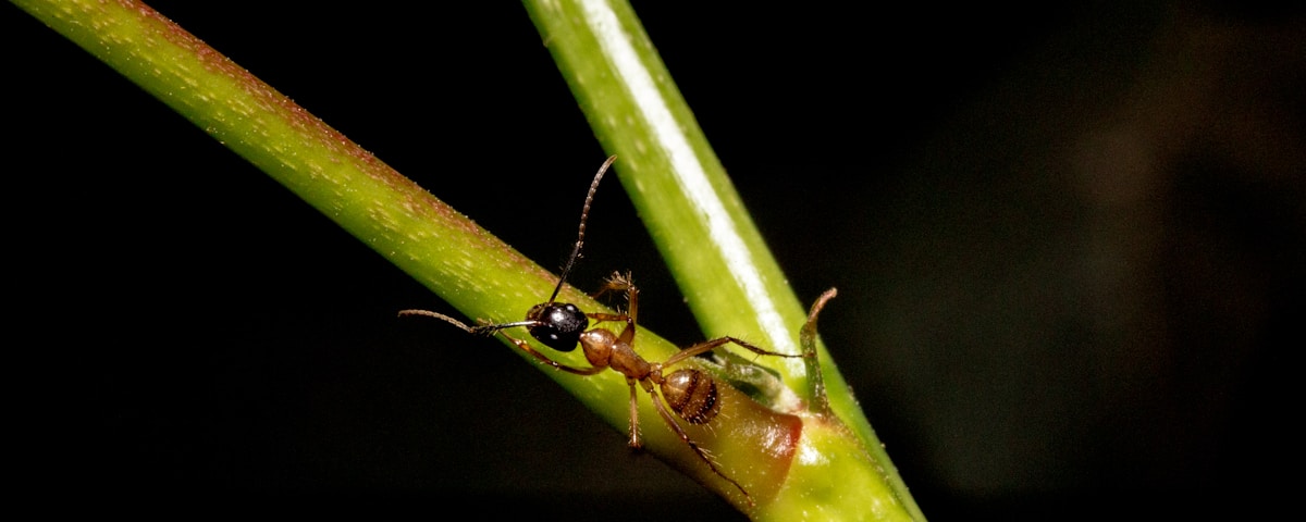 brown ant on plant