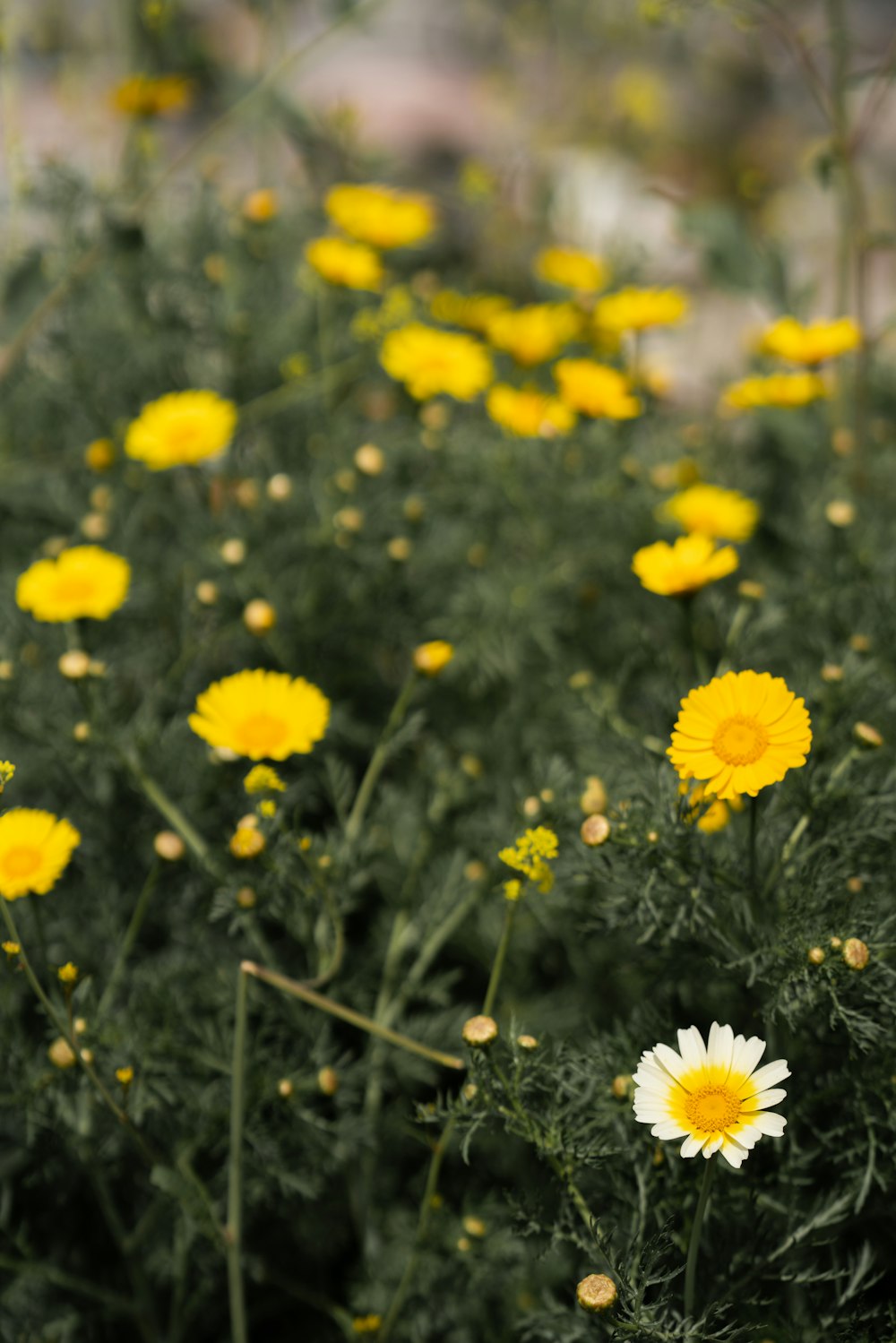 selective focus photography of yellow flower