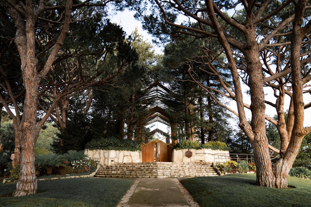 pathway heading to gate lined with green trees