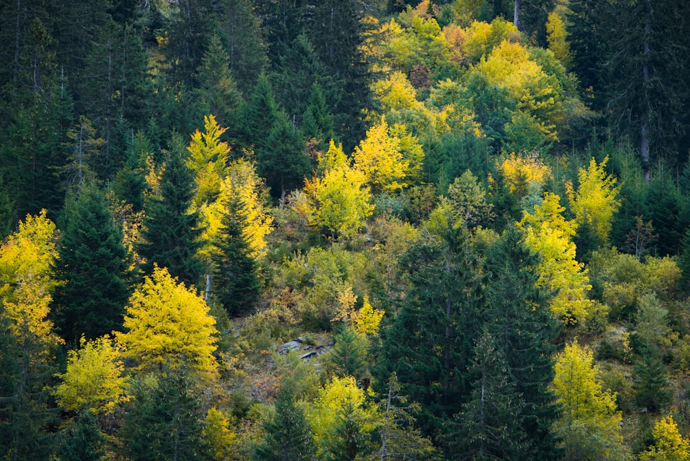 forest during day