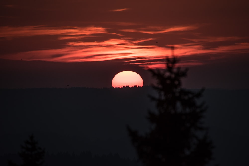 silhouette of trees during golden hour