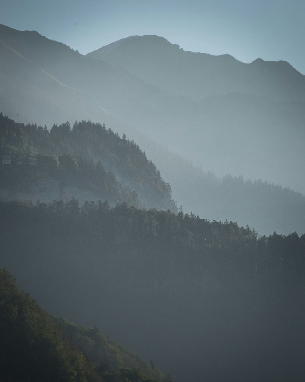 forest covered in fog