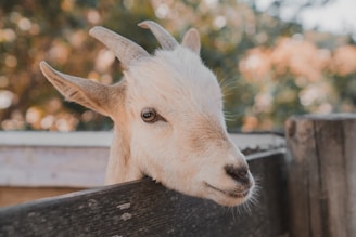 white goat close-up photography