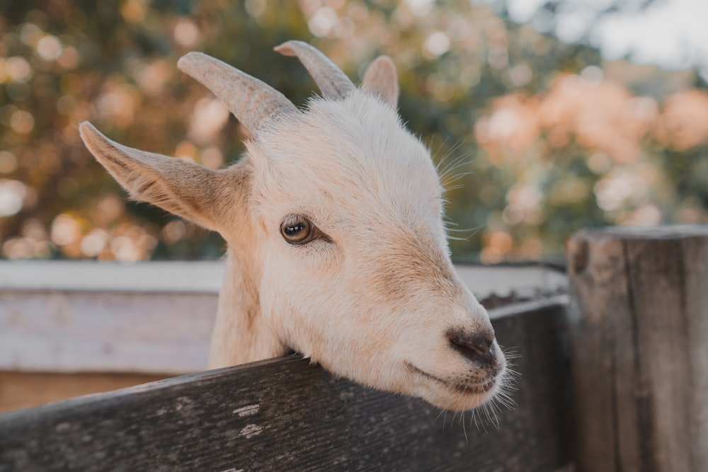 white goat close-up photography