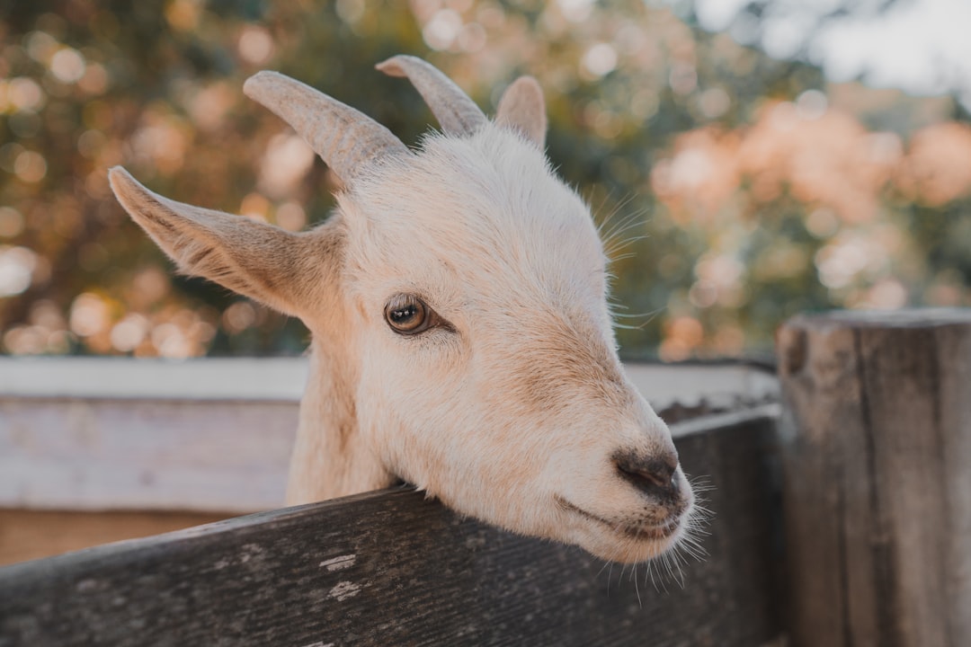 Off the Beaten Path: Australia's Quirky Rail Goats Keeping Tracks F… — Off the Beaten Path