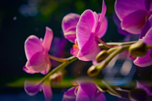 Editorial-style shot of orchids with shadows playing on a textured paper surface
