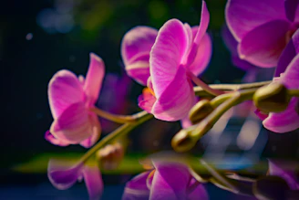 Editorial-style shot of orchids with shadows playing on a textured paper surface