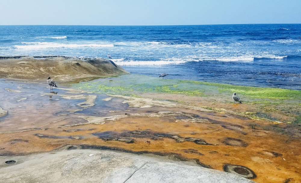 two gray birds on seashore