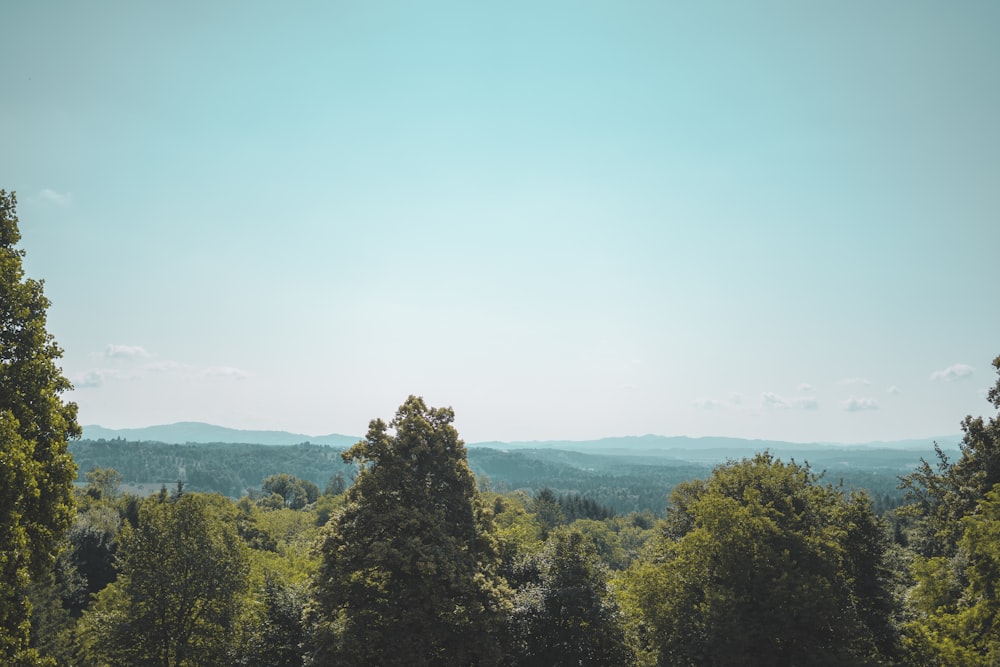 green leafed trees