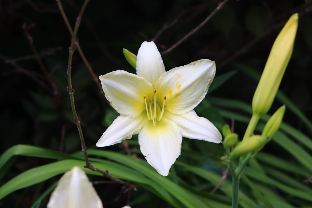 white and yellow lily flower