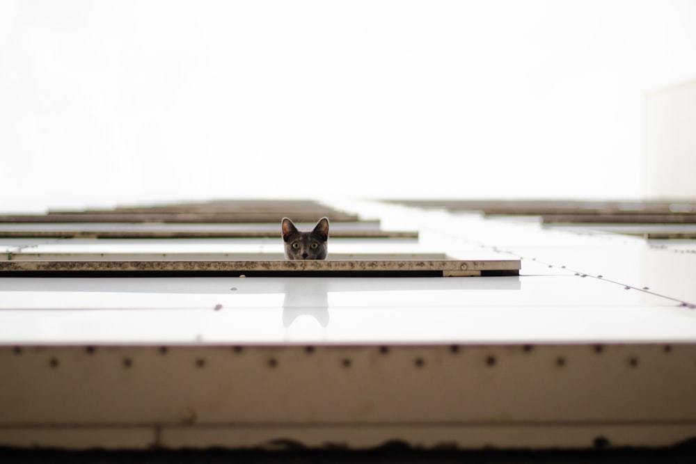 cat peeking through building's window