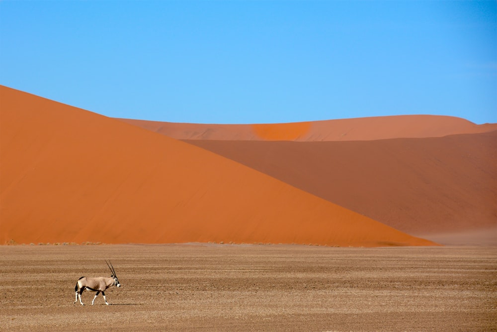 antelope in desert under blue sky