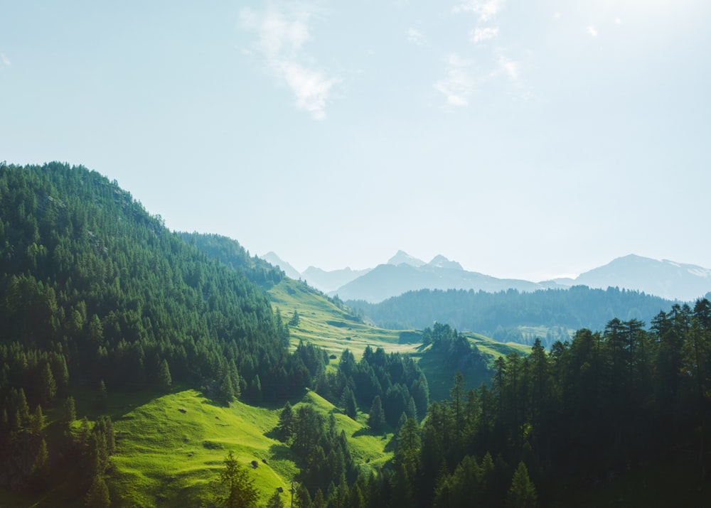 aerial view of forest