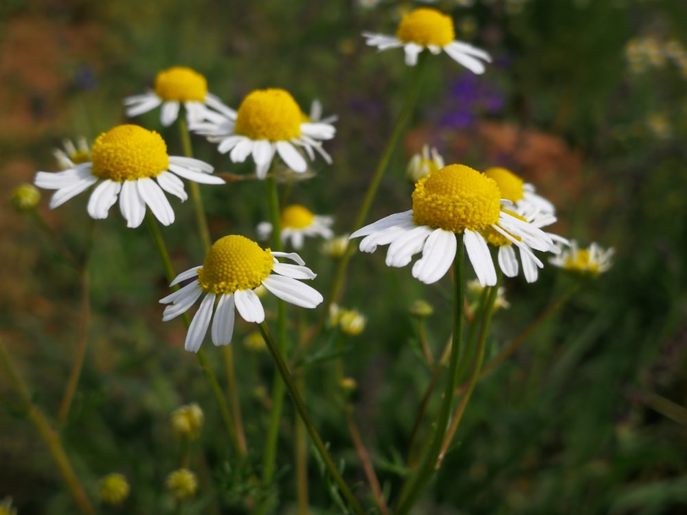 white and yellow petaled flwoer