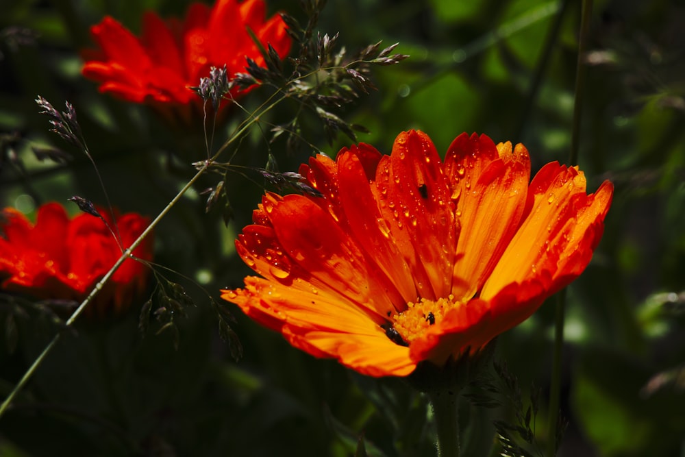 orange-petaled flower