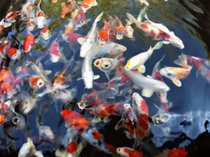 Topkwaliteit Japanse Koi