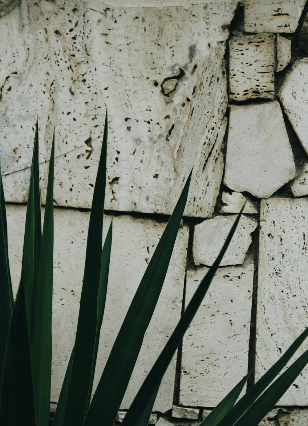 green plant near white wall close-up photography