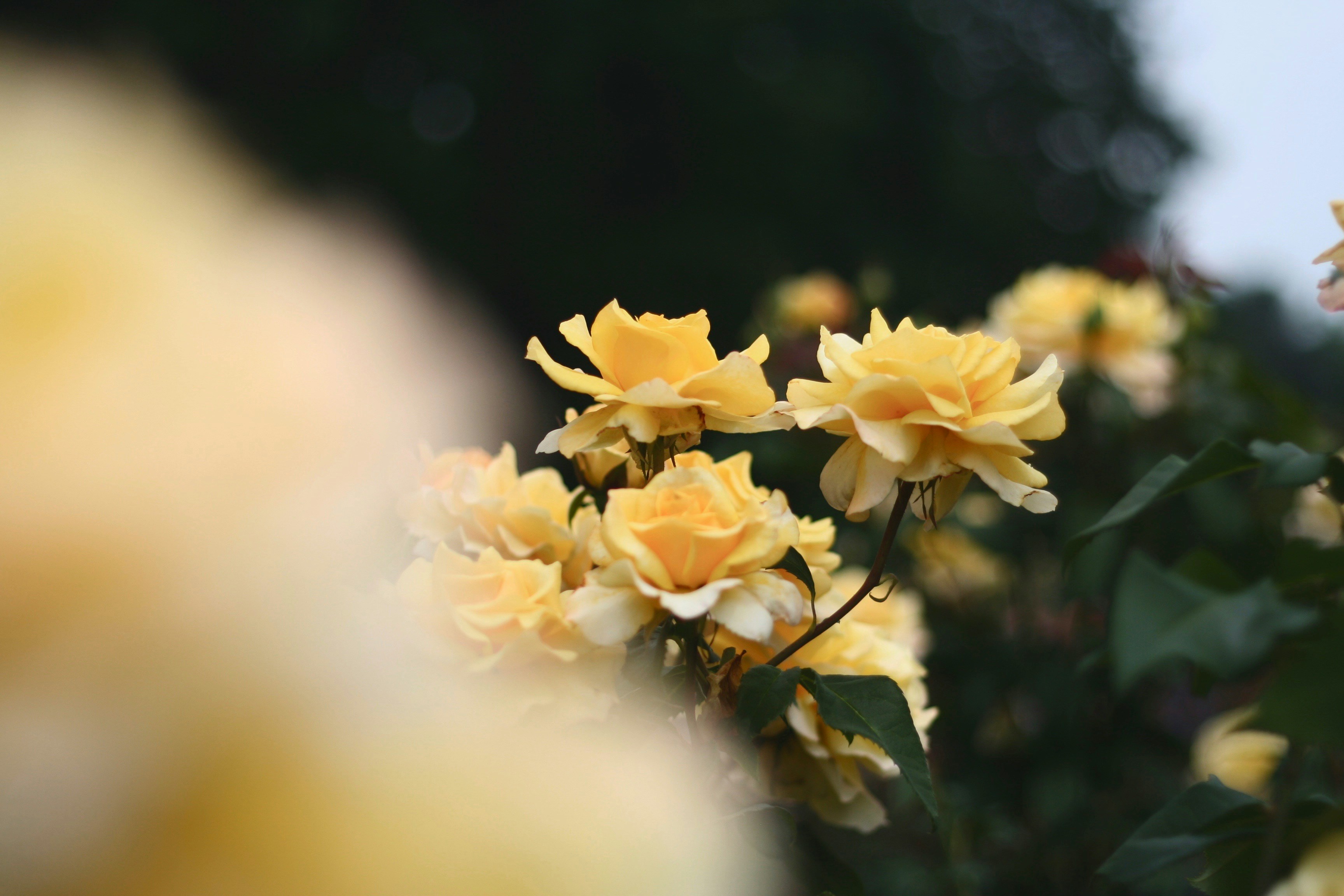 yellow petaled flower