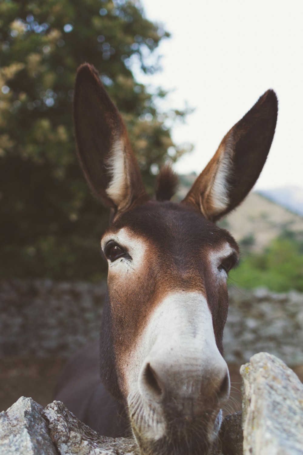 brown donkey