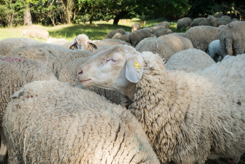 herd of sheep during daytime