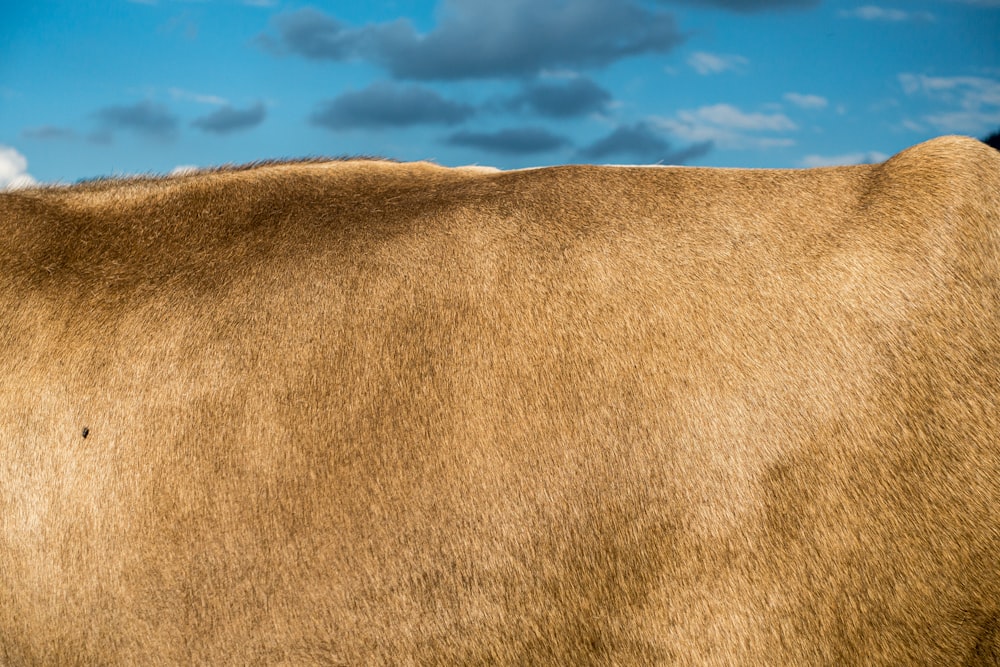 a close up of the back of a brown cow