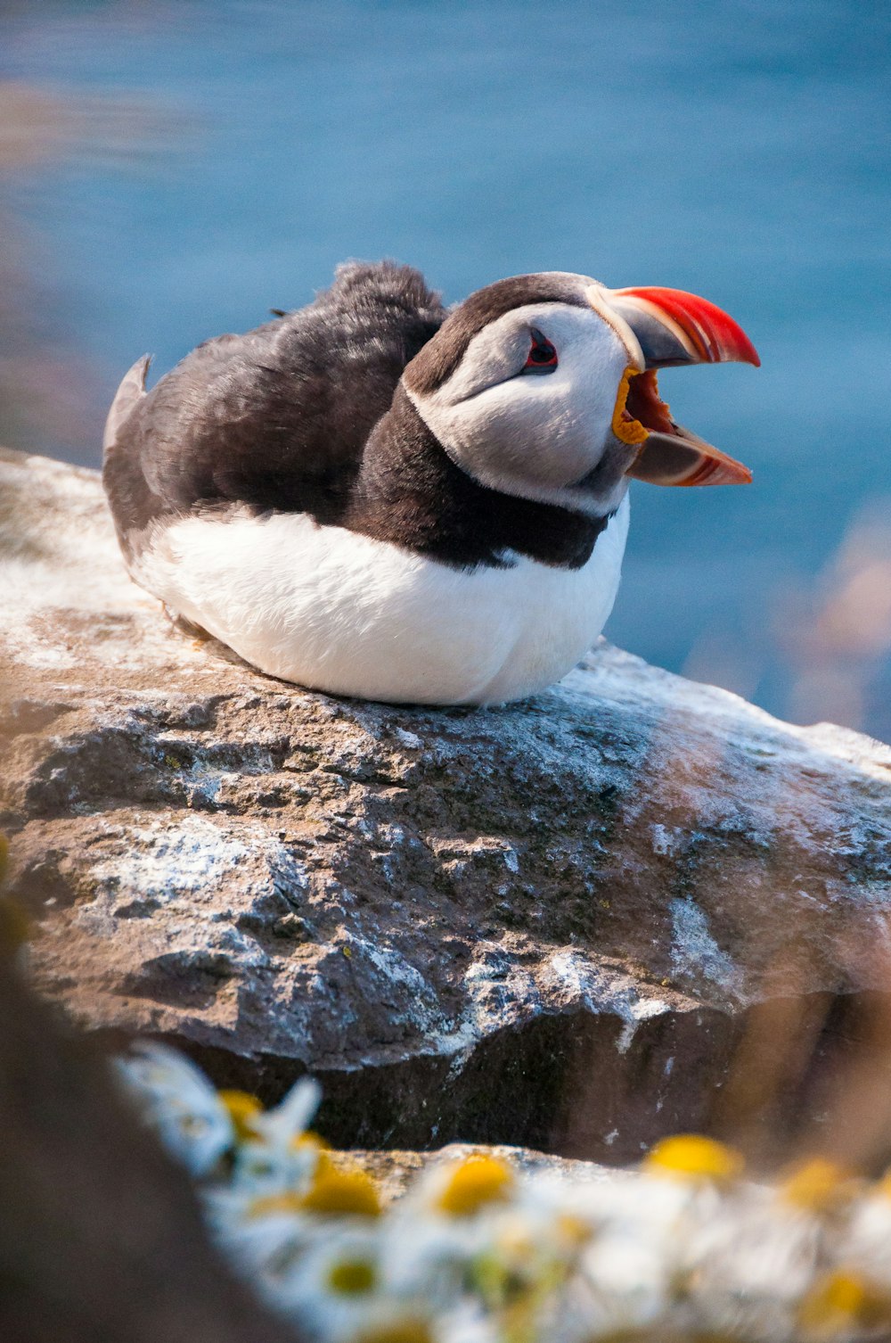 Selektive Fokusfotografie von schwarz-weißen Vögeln