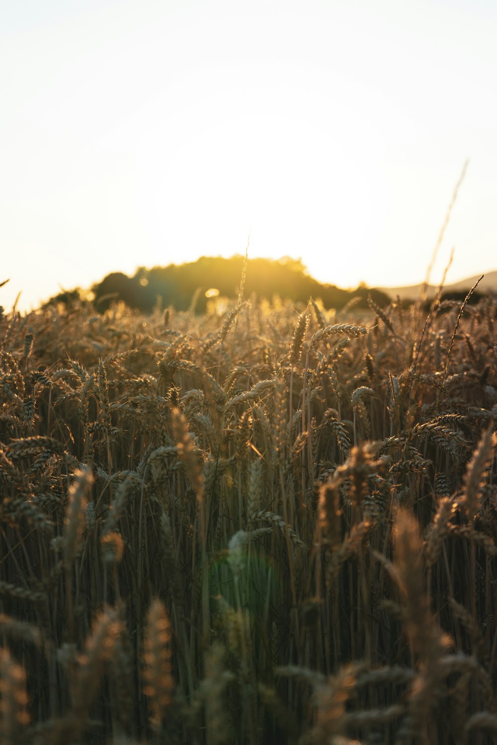 brown whey field