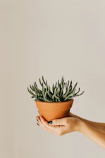 Close-up of hands gently planting a succulent into a minimalist, modern pot on a sunlit wooden table.