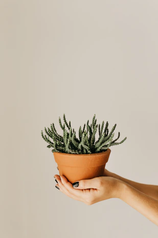 Close-up of hands gently planting a succulent into a minimalist, modern pot on a sunlit wooden table.