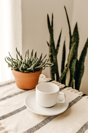 Close-up of a minimalist Ivory Monomug resting on a neutral linen cloth beside a small succulent plant.