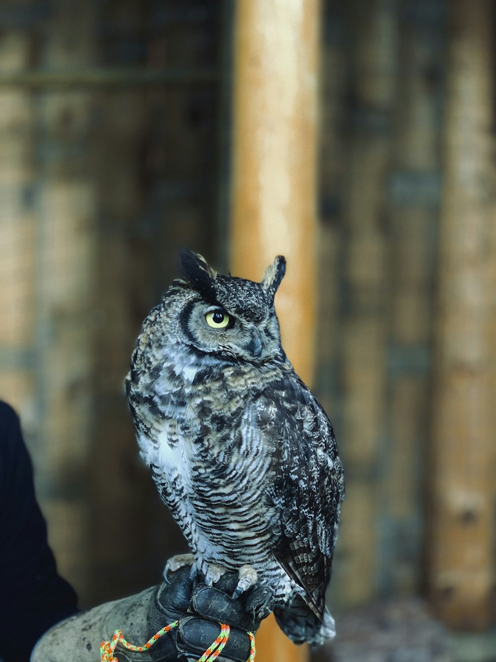 person holding gray owl
