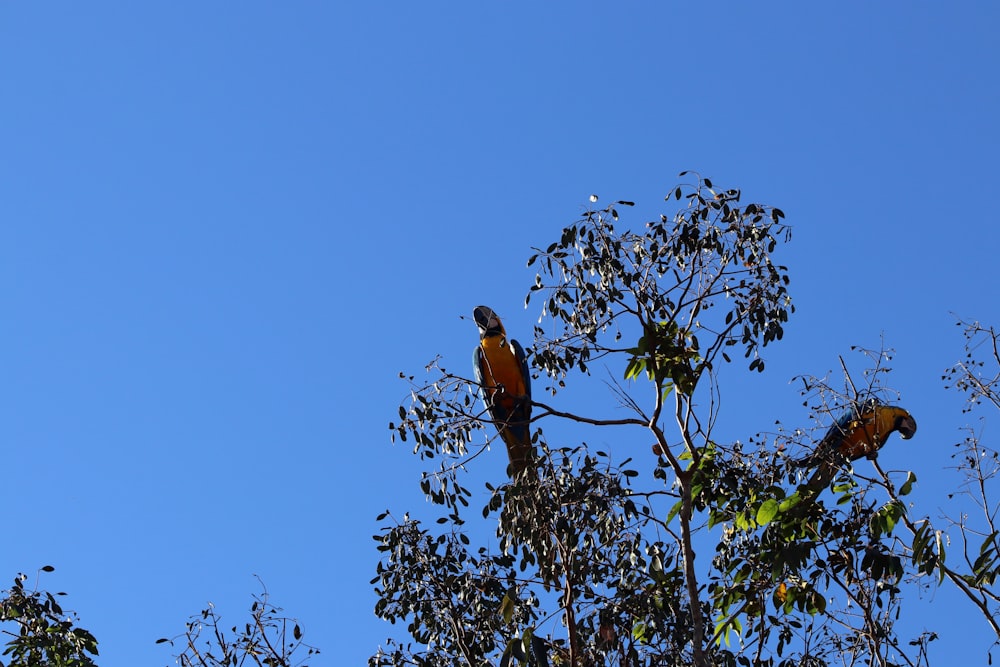 pássaros na árvore durante o dia