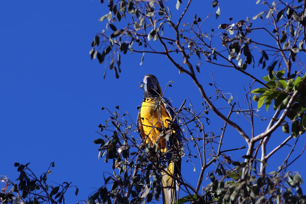 blue, red, and yellow macaw pearching on tree