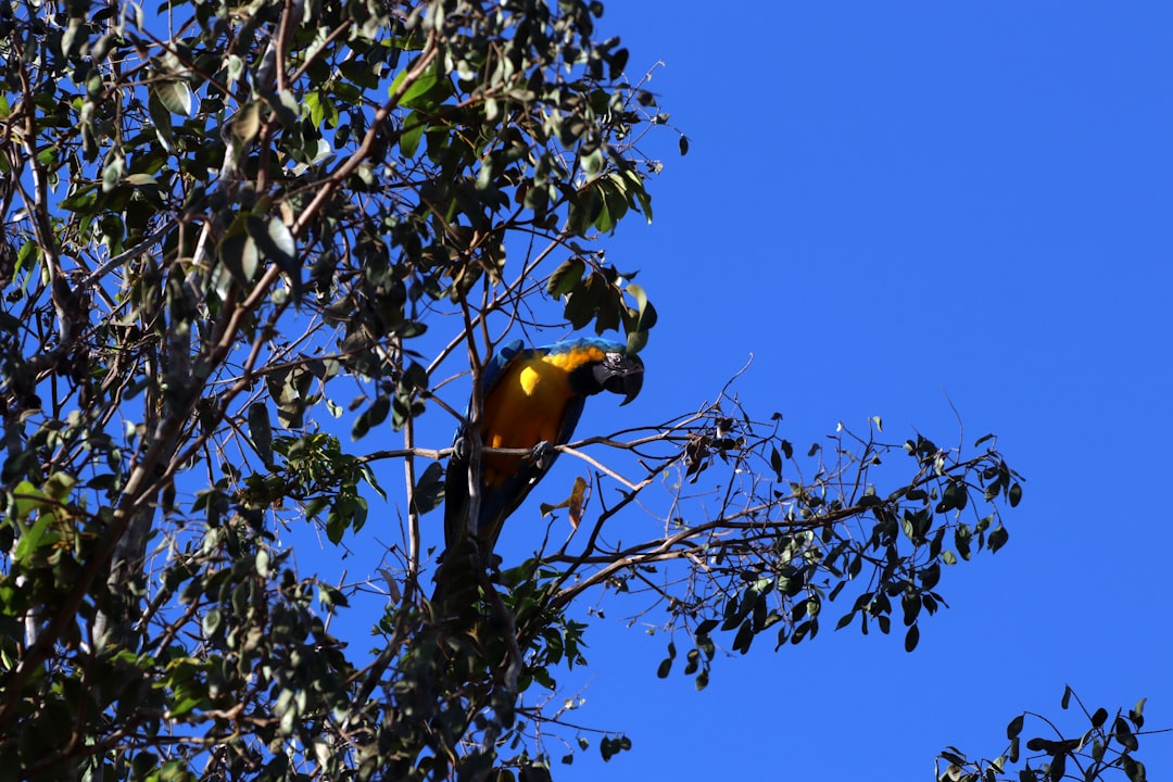 yellow and black macaw on the tree