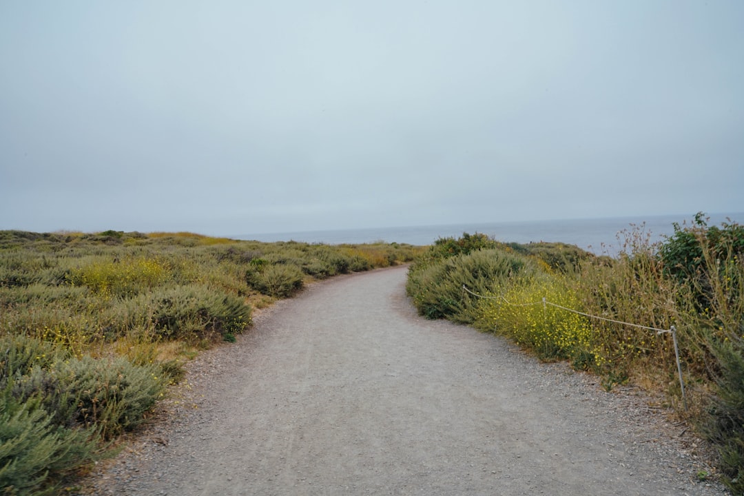 gray concrete road near green field