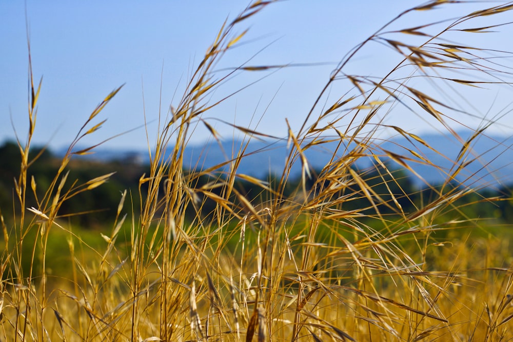 brown grass under blue sky during daytime