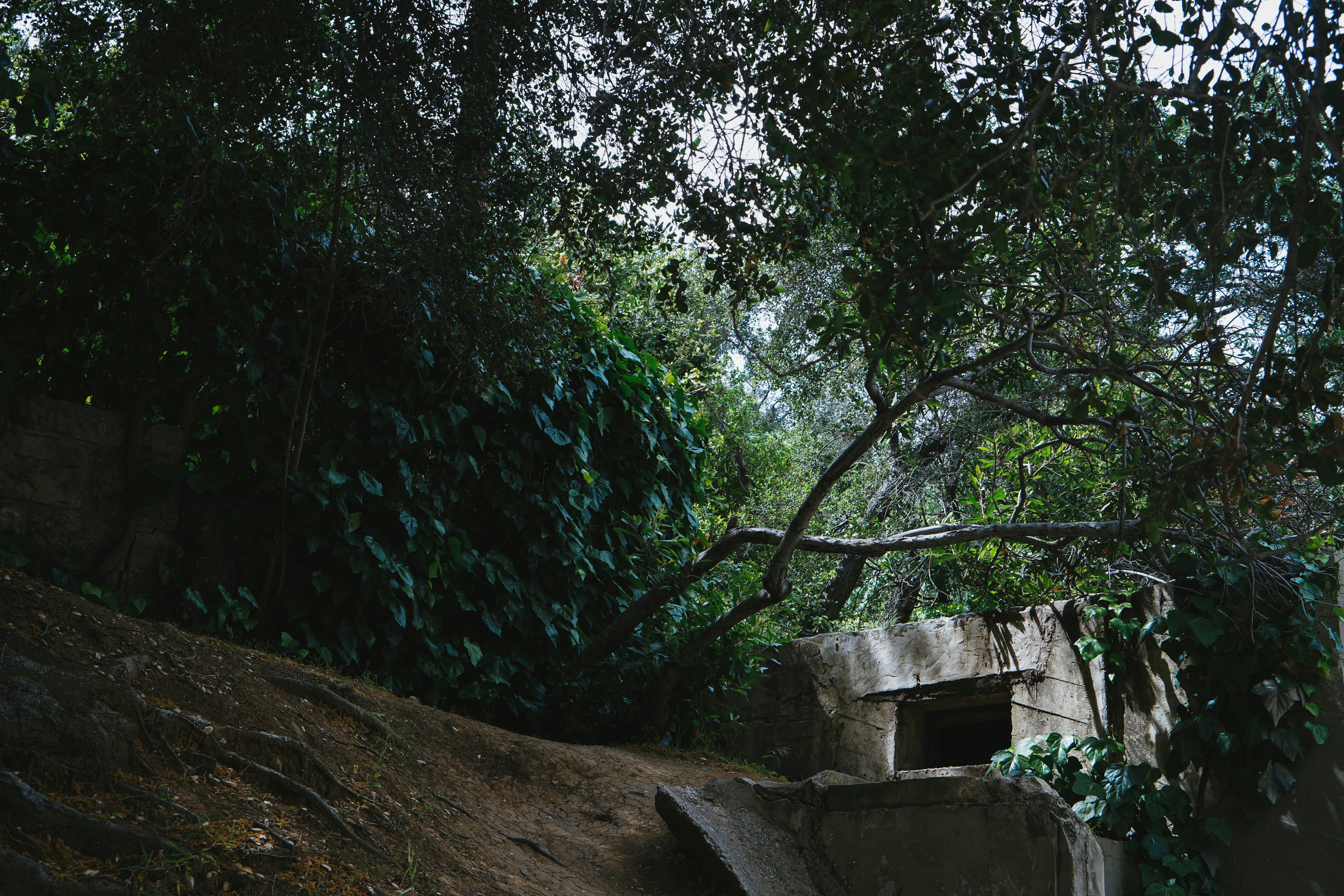 Green and brown trees in dark mystery doorway
