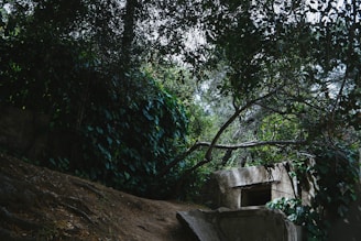A concrete structure partially hidden among dense, overgrown foliage, creating a mysterious and abandoned atmosphere. Sunlight filters through the trees, casting dappled shadows on the walls.