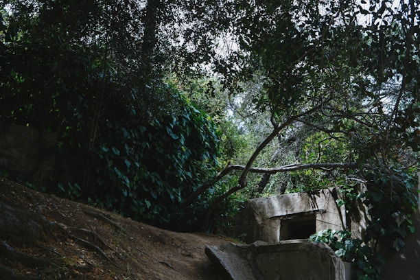 A concrete structure partially hidden among dense, overgrown foliage, creating a mysterious and abandoned atmosphere. Sunlight filters through the trees, casting dappled shadows on the walls.