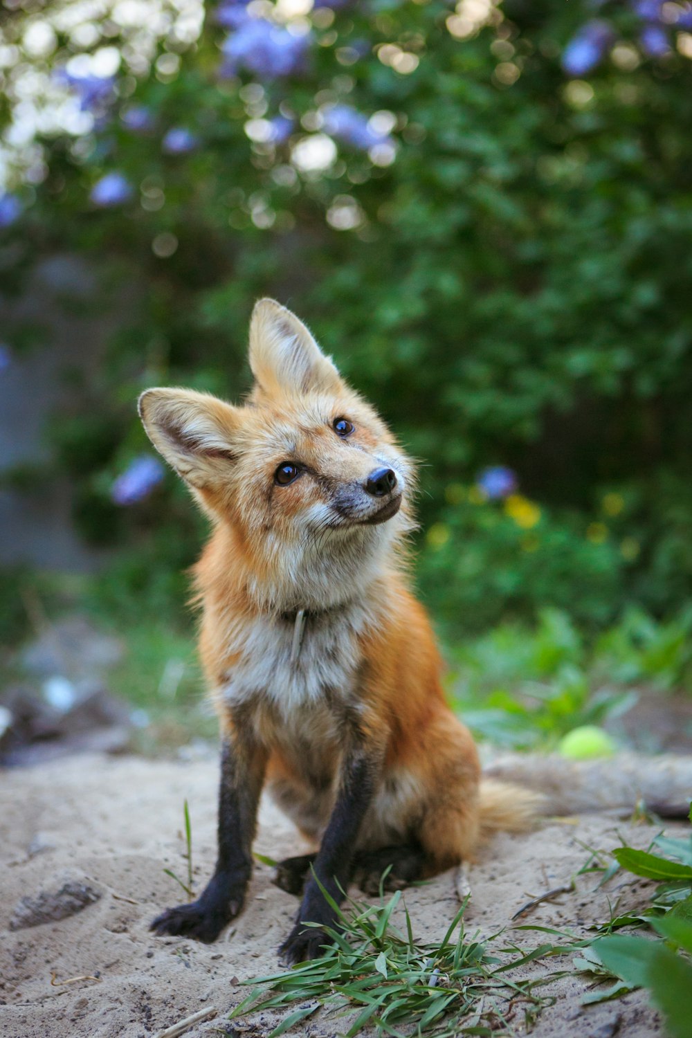 orange fox