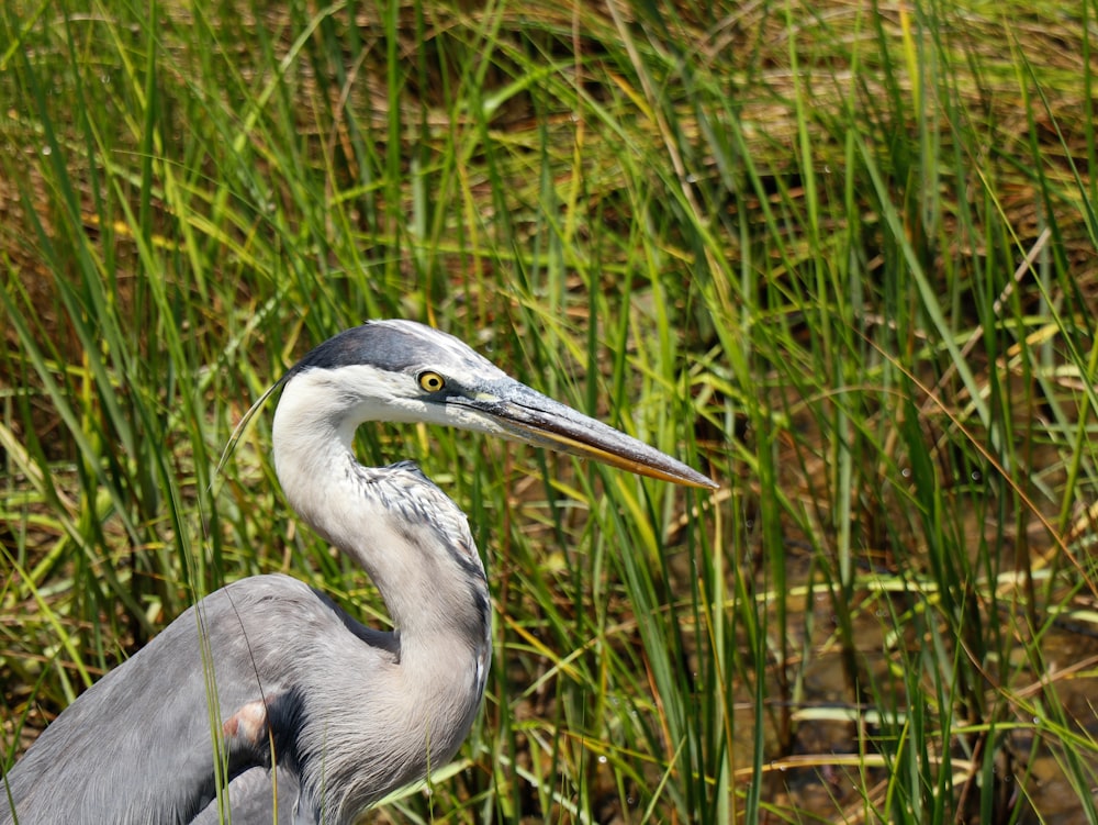 shallow focus photo of gray bird