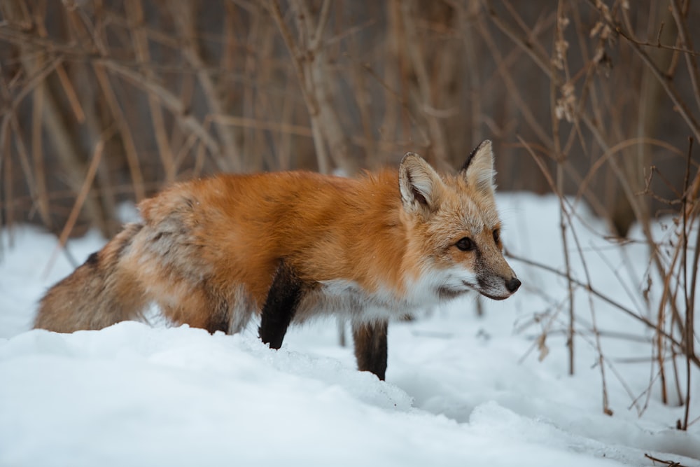 brown fox on focus photography